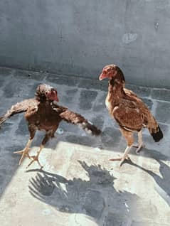Aseel Amroha Brown Hen