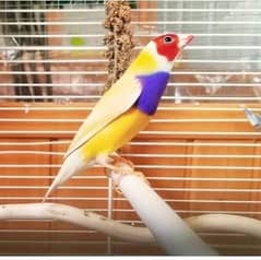 yellow gouldian male spilt blue