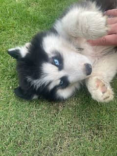 hasky puppies pure breed My WhatsApp number 03001868066