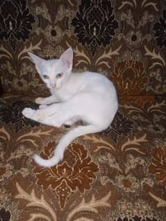 Persian cats for sale
