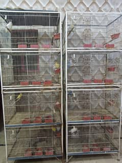 lovebirds pair with cage.