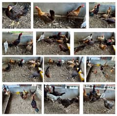 Hens, pigeons & parrots