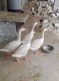 long neck ducks pair
