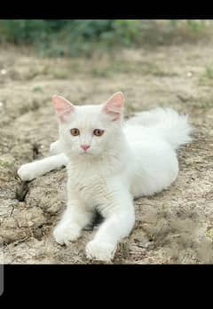 best cat 7 months old parsiun