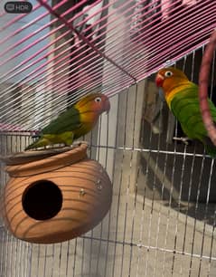 Fisher love bird pair