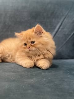 Persian kittens