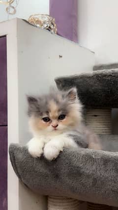 2 month old persian kitten