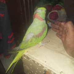 full hand tame full frandhly ranging on mood03238384501 WhatsApp