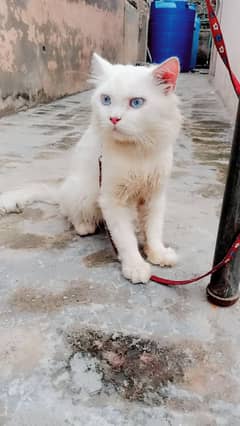 persian tripal coated