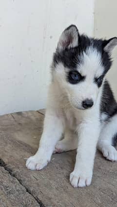 Husky dog
