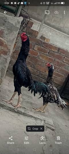 shamoo male and thai female