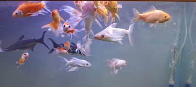 Imported Albino shark pair and mix