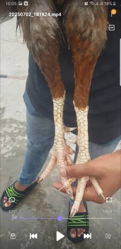 nawabi aseel long hight beautiful color fit breeder 03243071070