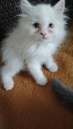 persian cats available