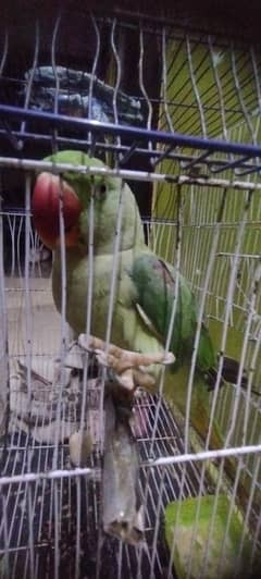 Raw parrot1.5 years