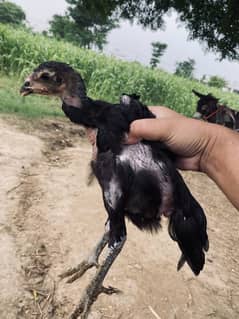 Thai