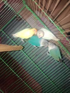 Love bird breeder pair