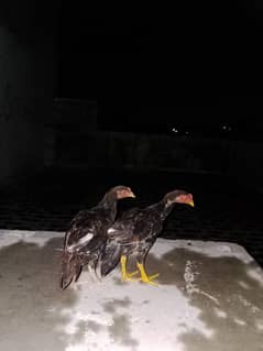 Aseel chicks