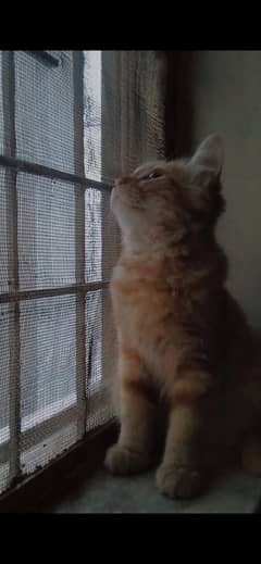 Russian orange cat