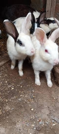 rabbits