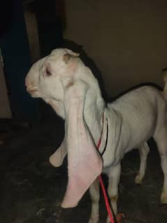 gulabi
