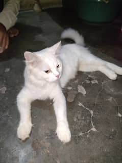 Persion Cat Rate Munasib ho jay ga 03497555900 whatsapp