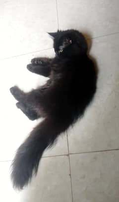 Persian