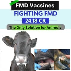 FMD