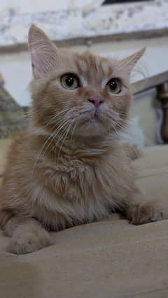 Brown color ha suljhi hui cat h