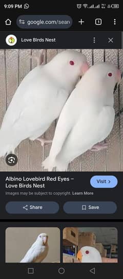Lovebirds & Java
