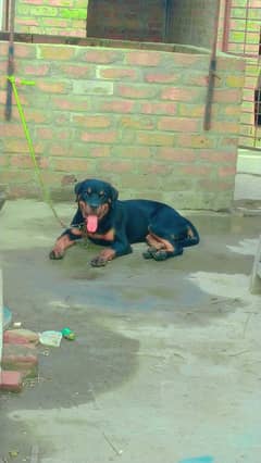 Sweet lovely caring female age 6 month