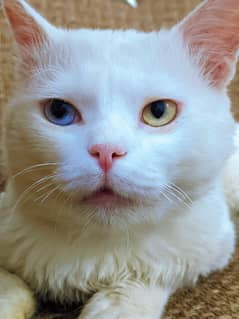 Odd eye male Cat for sale