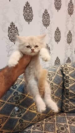 Persian Kittens Punchy Face 1.5 Months Old