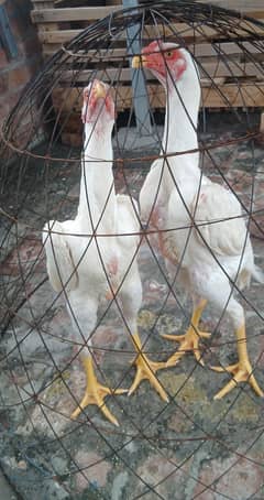 oh shamo young healthy birds long heighted