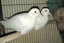 khumray White Dove Red Eyes  03224535024