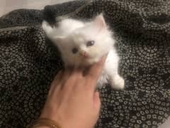 Persian Kitten White male