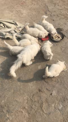 pure breed high quality kittens for sale home breed