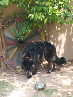 Beautiful Black Male GSD dog Double Coat!