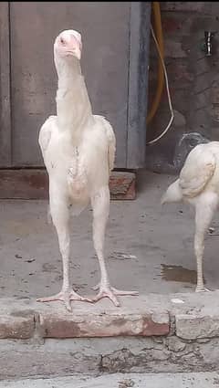 Heera and Shamo Cross
