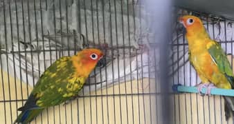 Sun conure pair for urgent sale