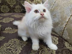 Persian male kitten