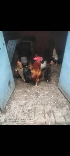 Golden misri hens and booster
