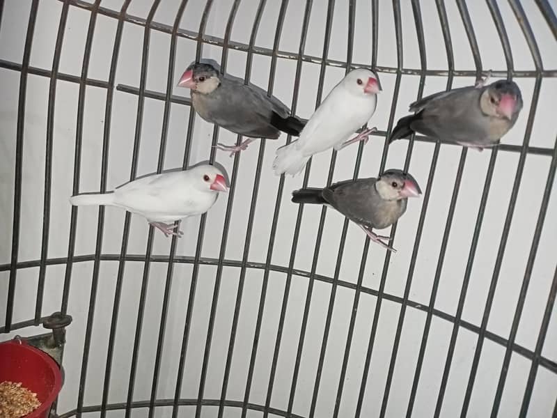 java Finch 1