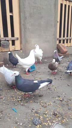 Sherazi King Mukhi Pigeon Kabootar
