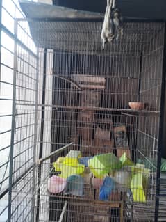 4 row Cages