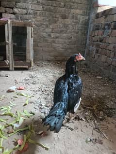 aseel mushki murgia for sale