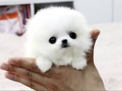 pomeranian