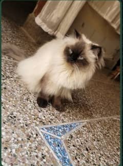Persian cat for sale 03004922999