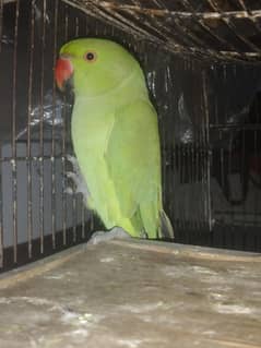 parrot