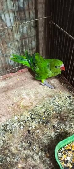 ringneck